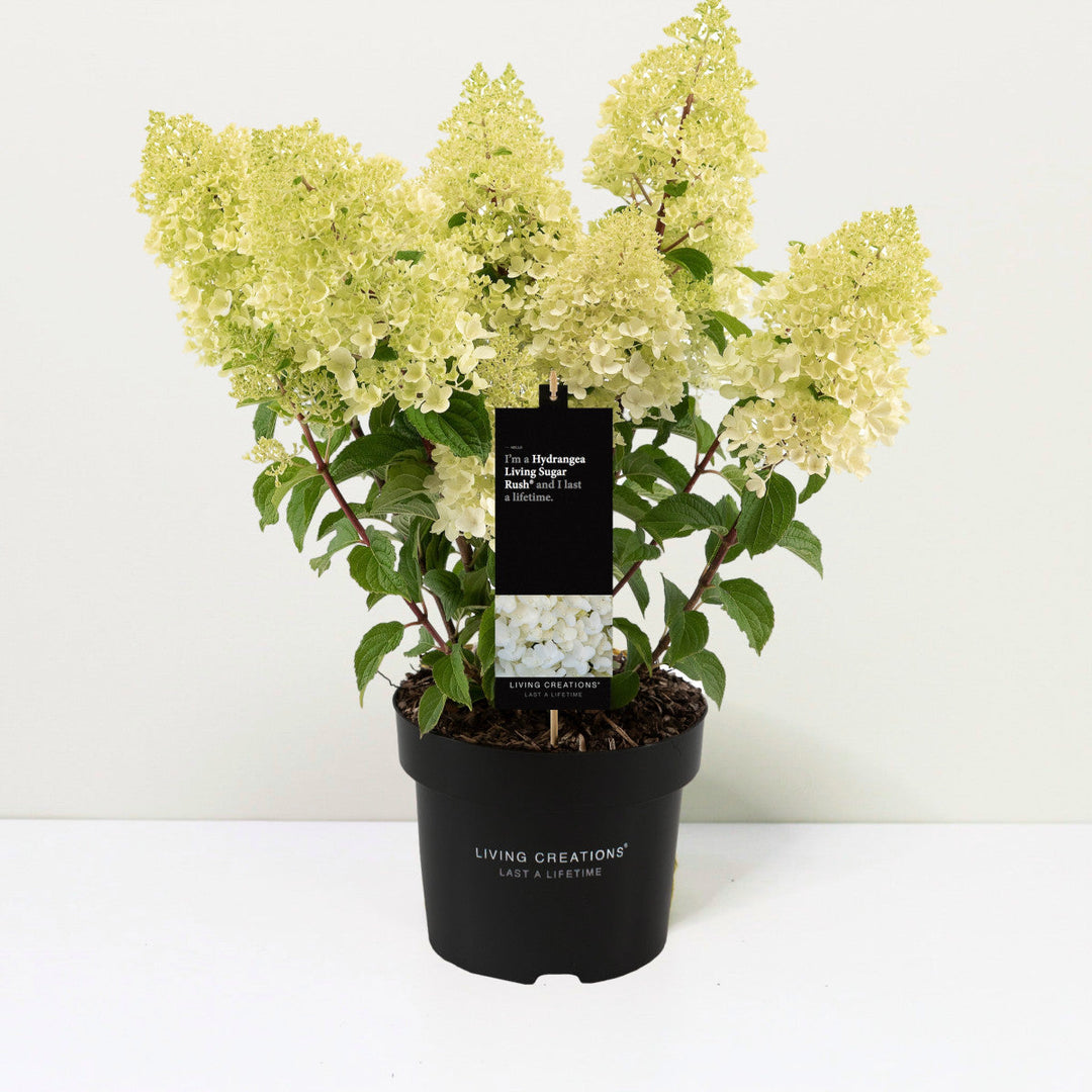 Hydrangea pan. 'Living Sugar Rush' Foliage Dreams