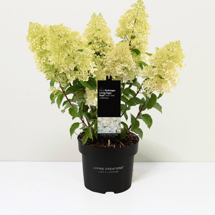 Hydrangea pan. 'Living Sugar Rush' Foliage Dreams