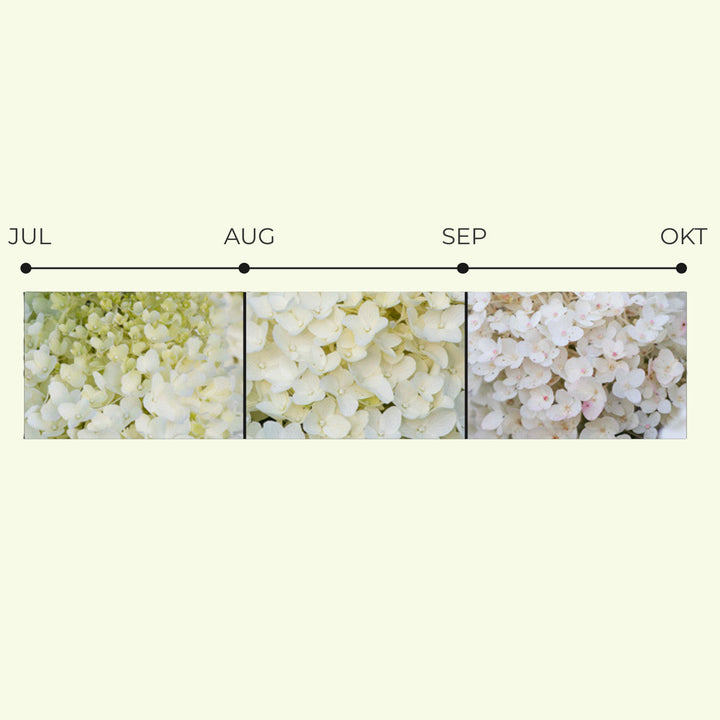 Hydrangea pan. 'Living Sugar Rush'® Foliage Dreams