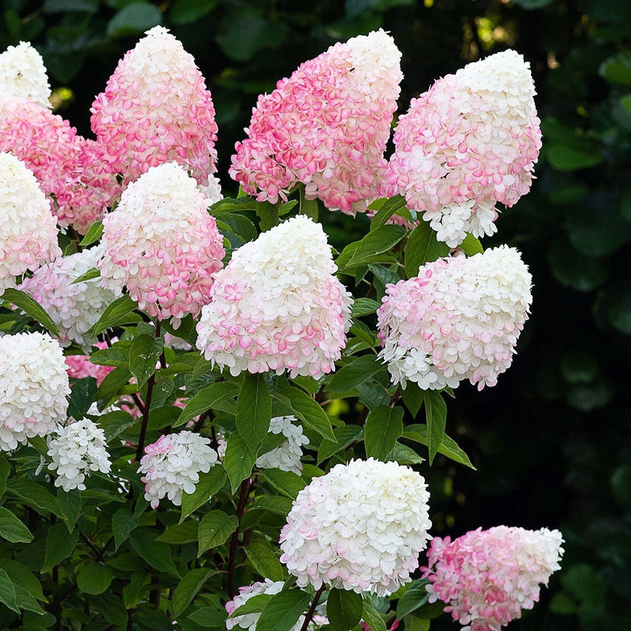 Hydrangea panic. 'Living Pink & Rose'® Foliage Dreams