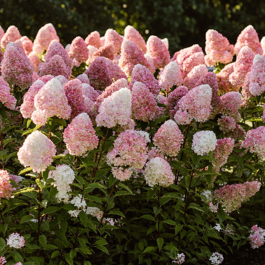 Hydrangea panic. 'Living Pink & Rose'® Foliage Dreams