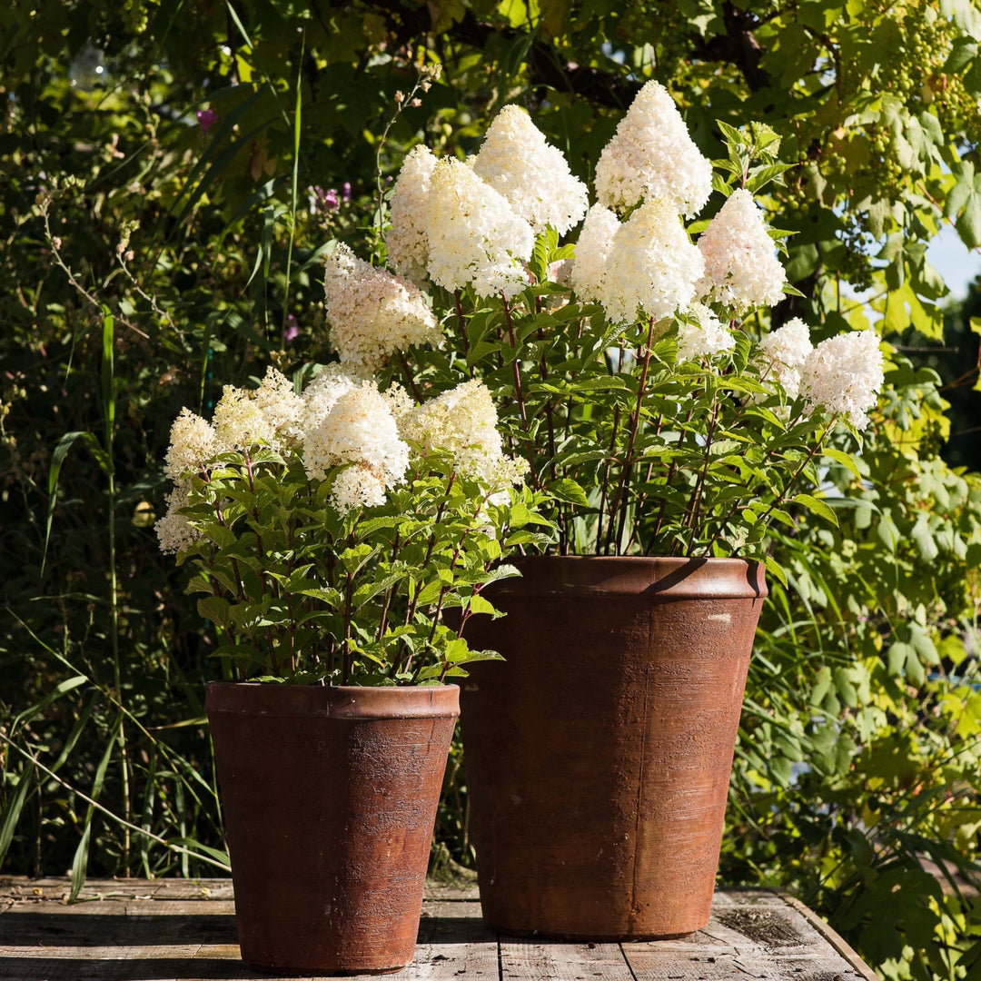 Hydrangea panic. 'Living Pink & Rose'® Foliage Dreams
