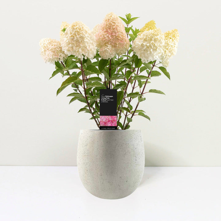 Hydrangea panic. 'Living Pink & Rose'® Foliage Dreams