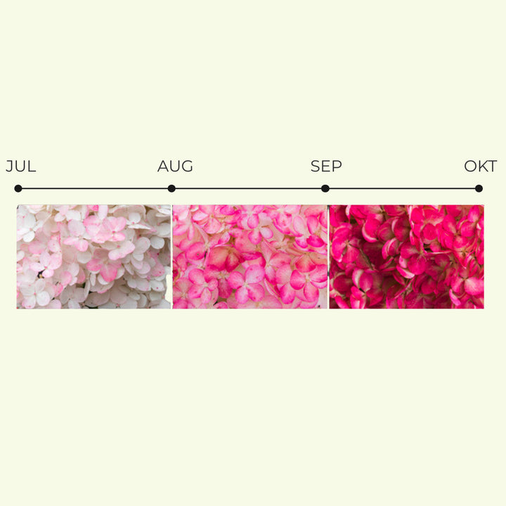 Hydrangea panic. 'Living Pink & Rose'® Foliage Dreams