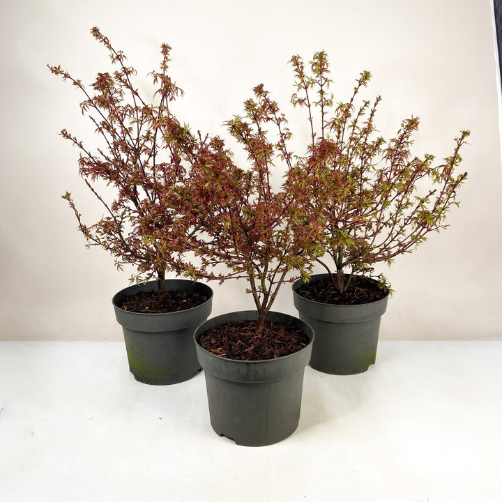 Japanischer Fächerahorn - Acer pal. 'Shaina' Foliage Dreams
