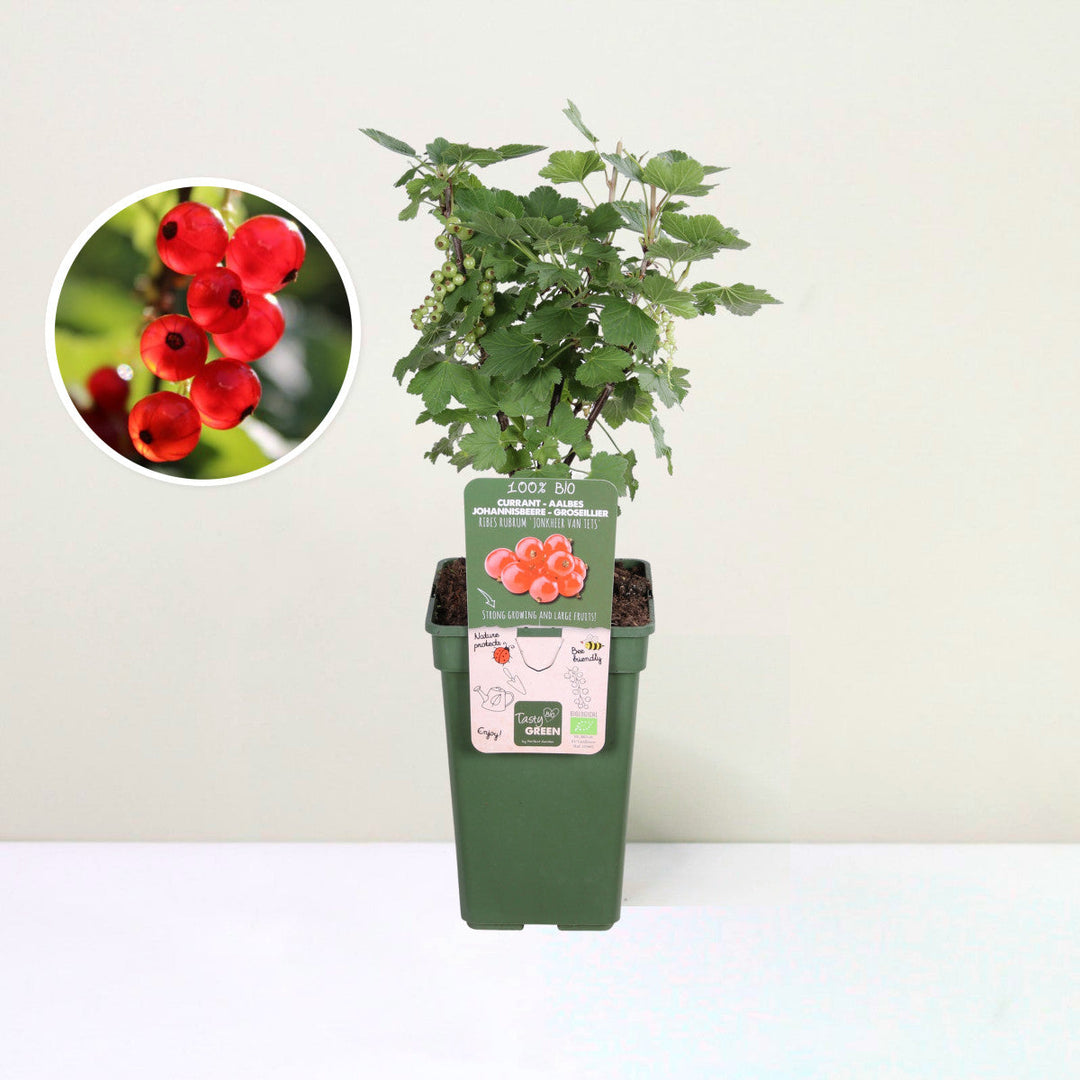 Johanisbeere - Ribes rubrum 'Jonkheer van Tets' Bio Foliage Dreams