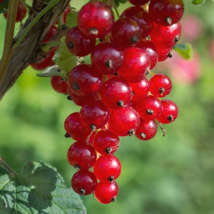 Johanisbeere - Ribes rubrum 'Jonkheer van Tets' Bio Foliage Dreams