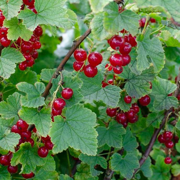 Johanisbeere - Ribes rubrum 'Jonkheer van Tets' Bio Foliage Dreams