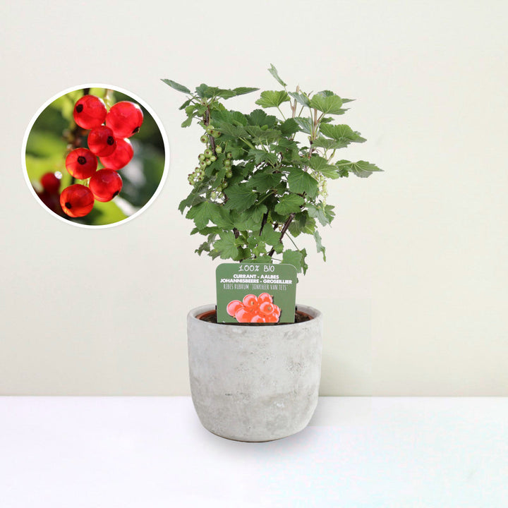 Johannisbeere - Ribes rubrum 'Jonkheer van Tets' Bio Foliage Dreams