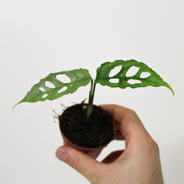Kopie von Monstera Obliqua 'Peru' M Foliage Dreams