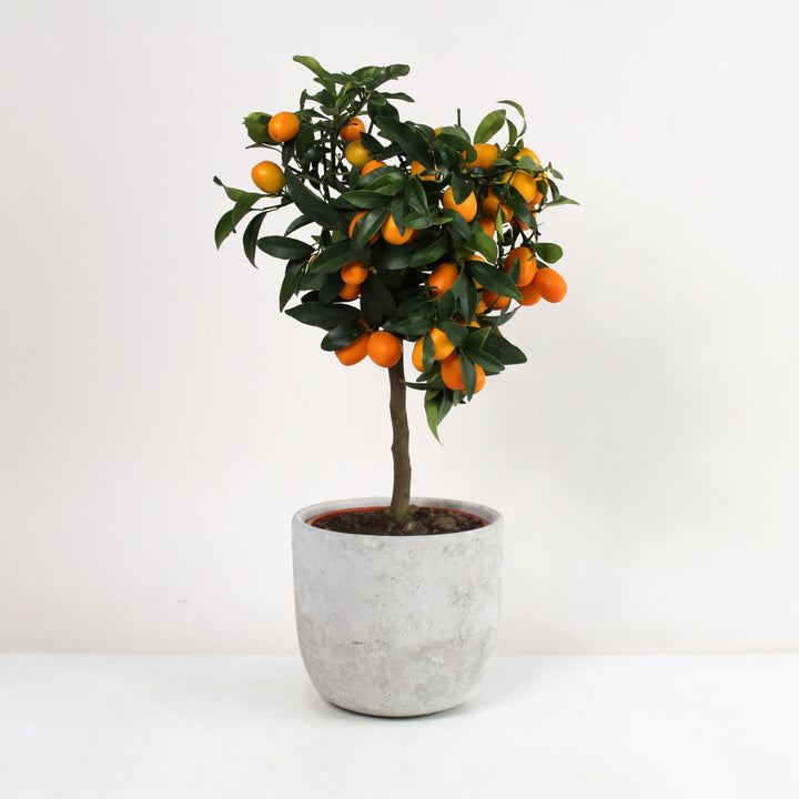 Kumquat Bäumchen Foliage Dreams