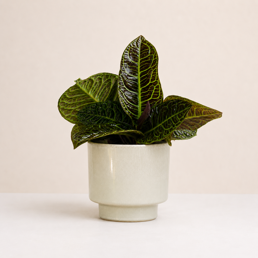 Labisia Obtusifolia Zebra Foliage Dreams