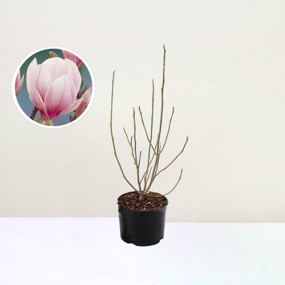 Magnolie soulangeana Foliage Dreams