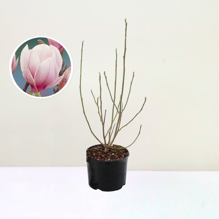 Magnolie soulangeana Foliage Dreams