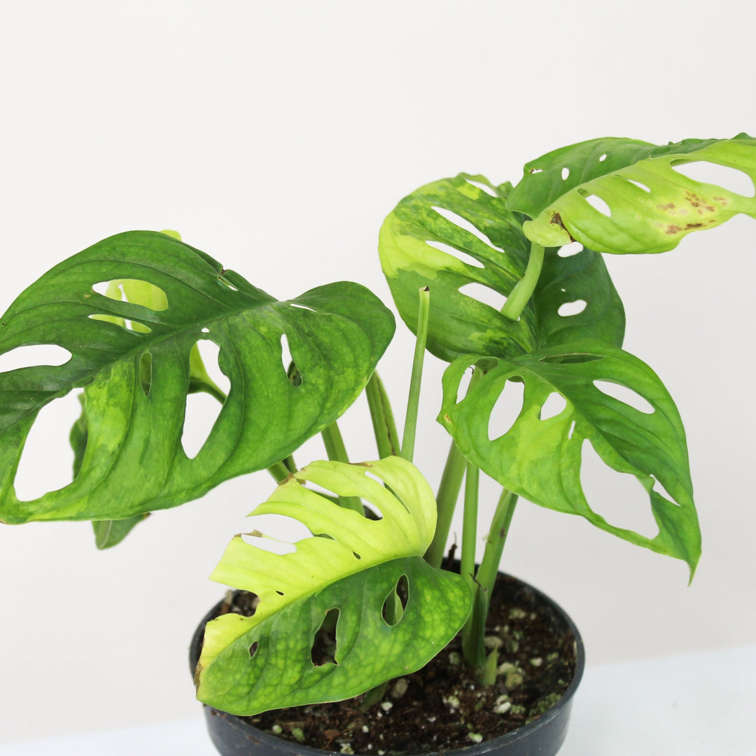 Monstera Adansonii Variegata Aurea L Foliage Dreams