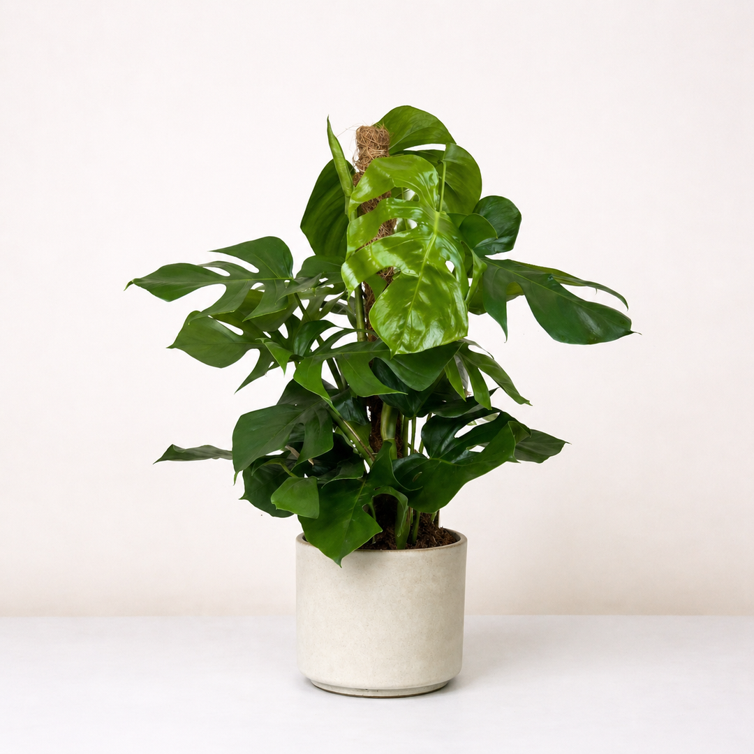 Monstera Deliciosa (Fensterblatt) L Foliage Dreams