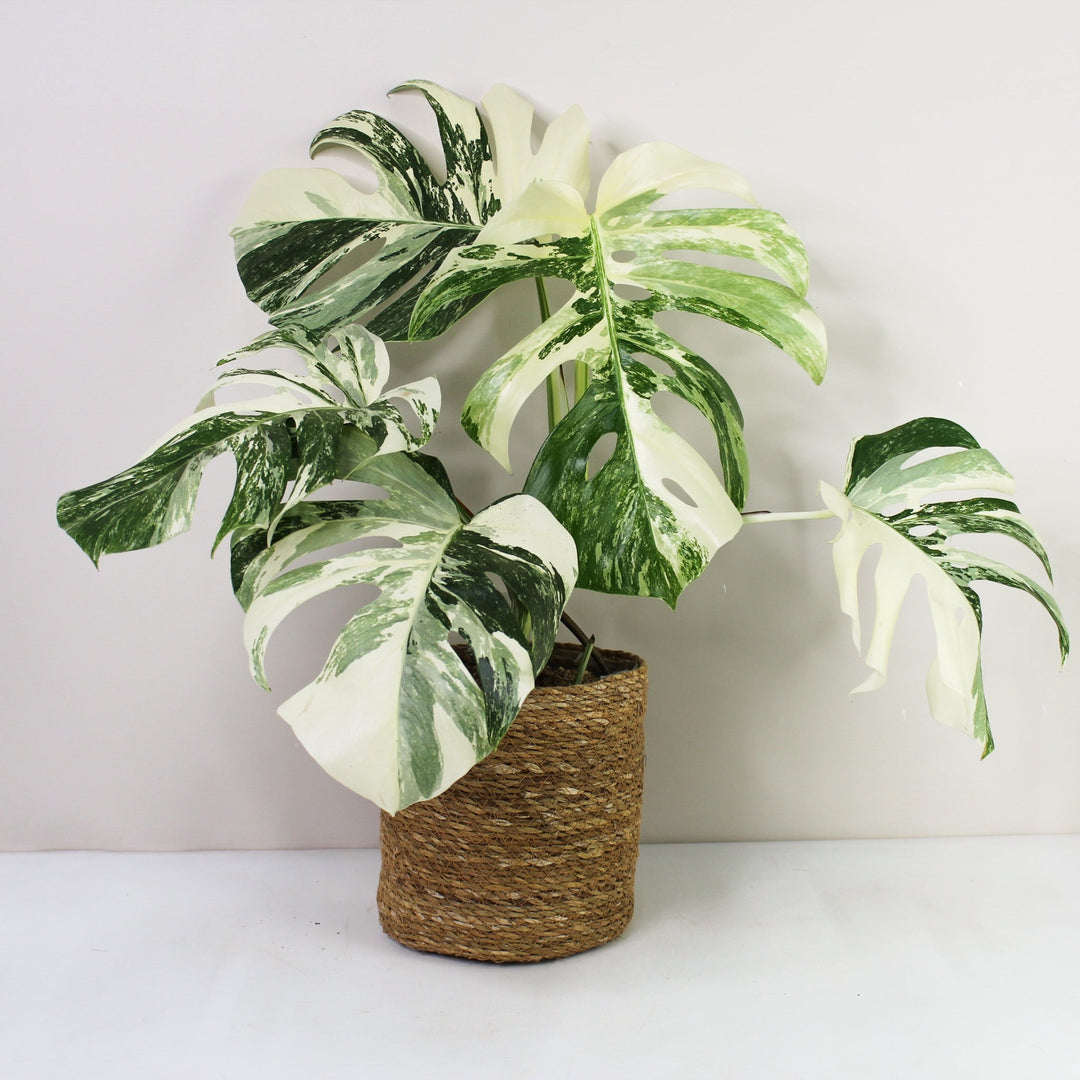 Monstera Deliciosa Variegata Foliage Dreams
