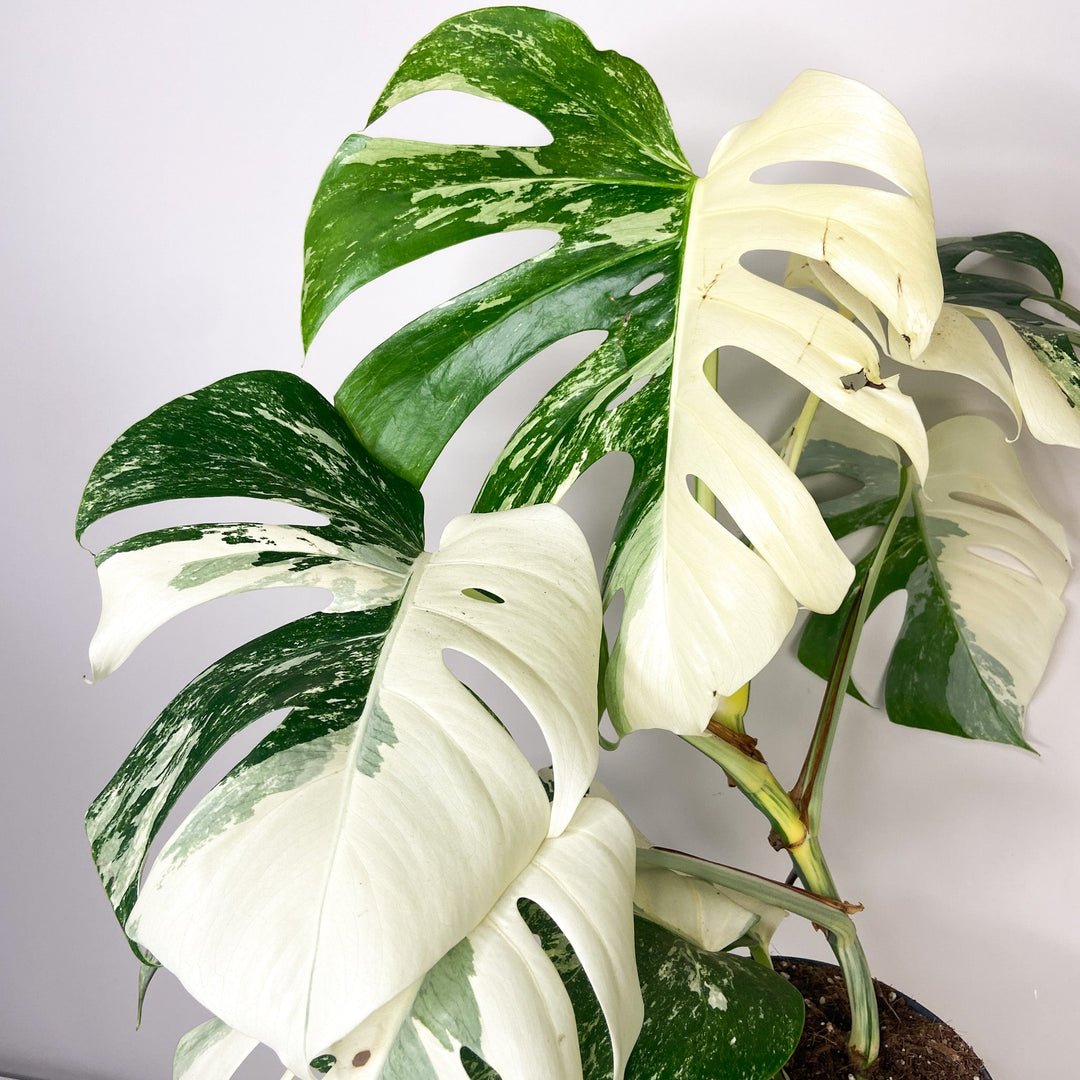 Monstera Deliciosa Variegata Foliage Dreams