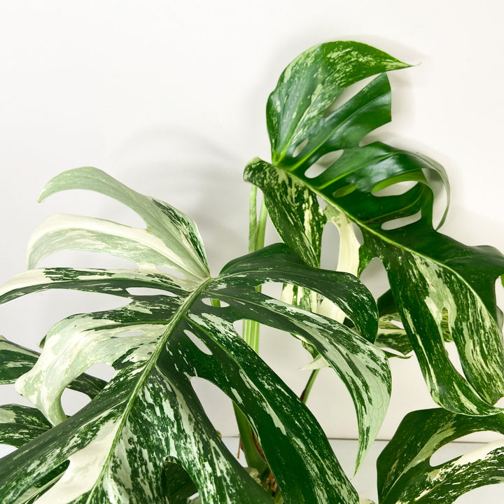 Monstera Deliciosa Variegata Foliage Dreams