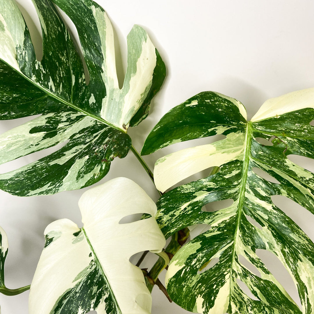 Monstera Deliciosa Variegata Foliage Dreams