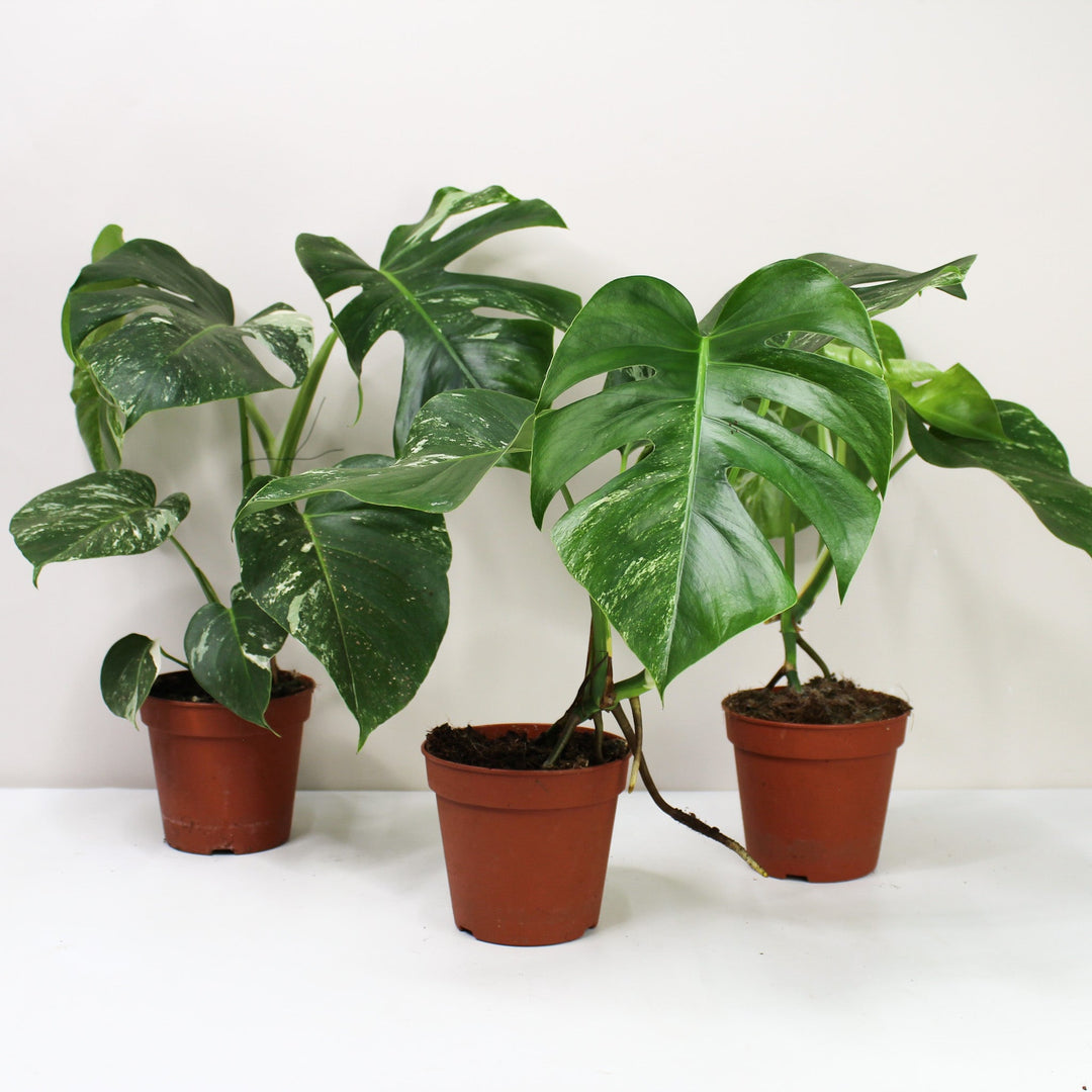 Monstera Deliciosa Variegata Foliage Dreams