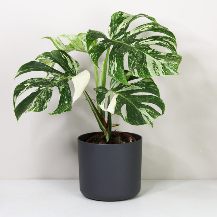 Monstera Deliciosa Variegata Foliage Dreams