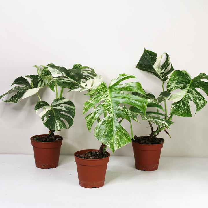 Monstera Deliciosa Variegata Foliage Dreams