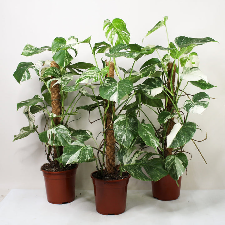 Monstera Deliciosa Variegata Foliage Dreams