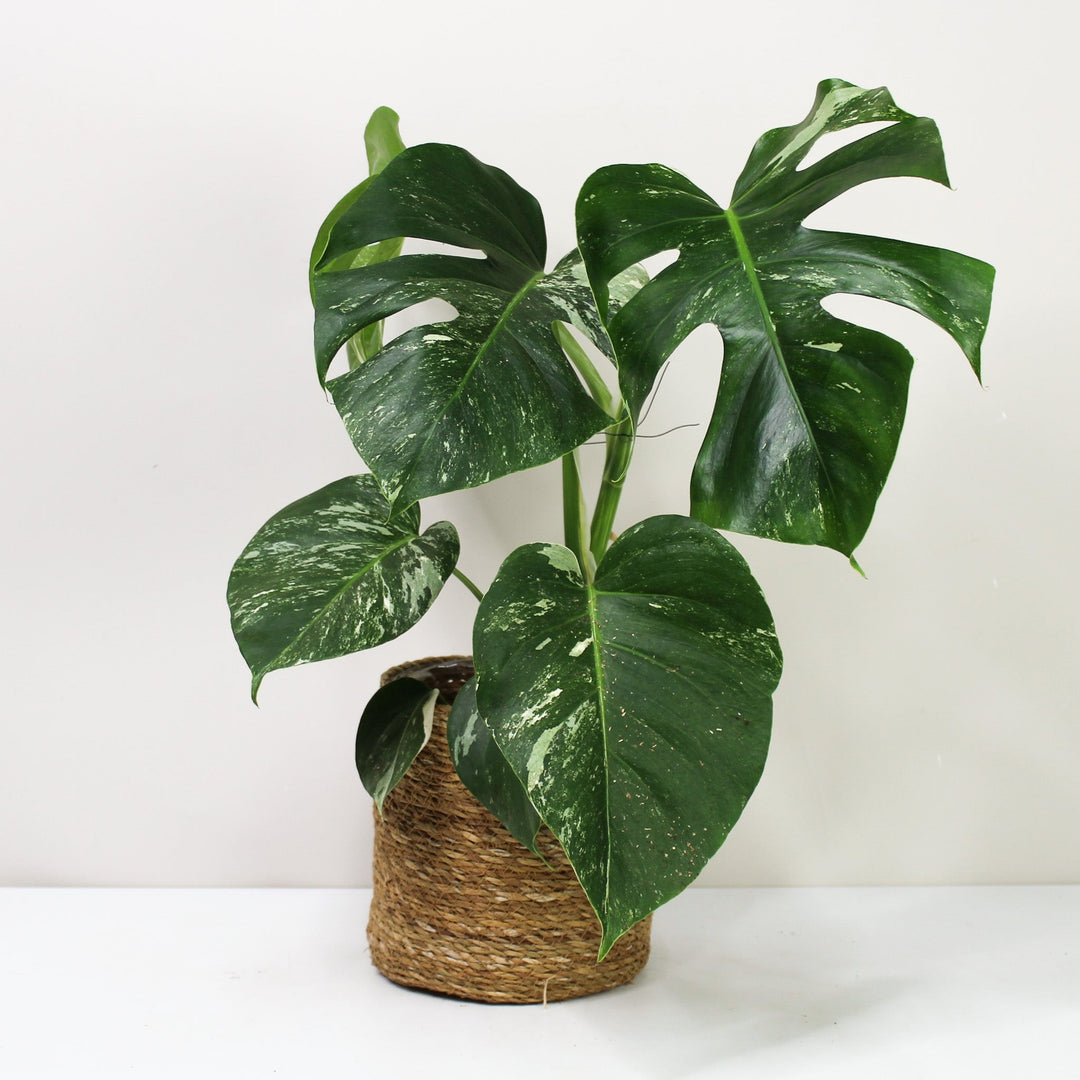Monstera Deliciosa Variegata wenig Foliage Dreams
