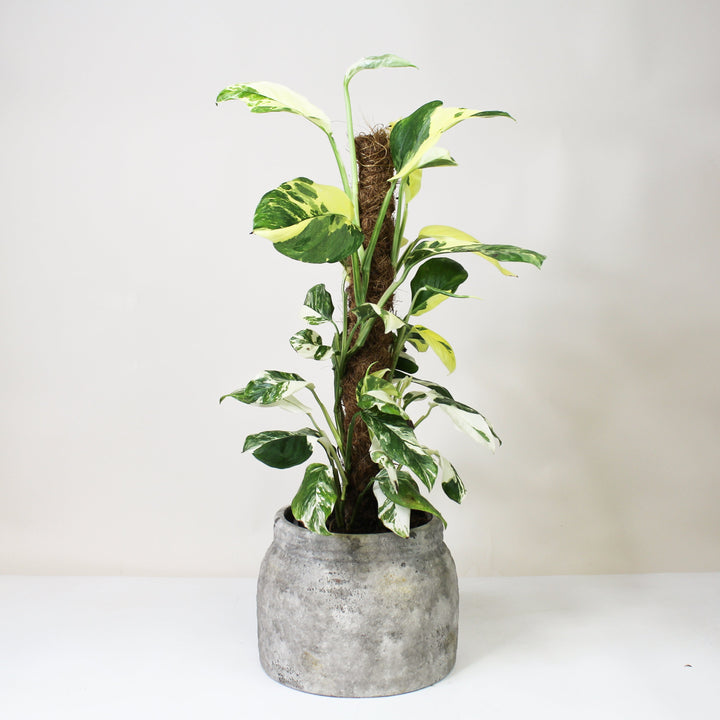 Monstera Lechleriana Variegata Foliage Dreams