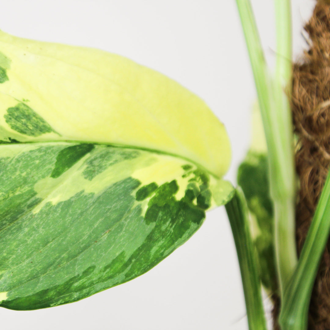 Monstera Lechleriana Variegata Foliage Dreams