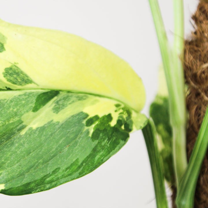 Monstera Lechleriana Variegata Foliage Dreams