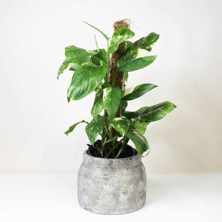 Monstera Lechleriana Variegata Foliage Dreams