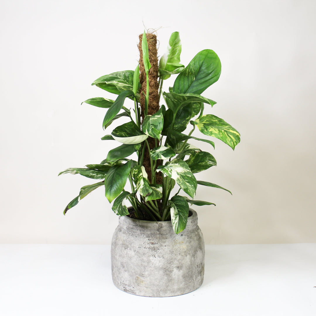 Monstera Lechleriana Variegata L Foliage Dreams