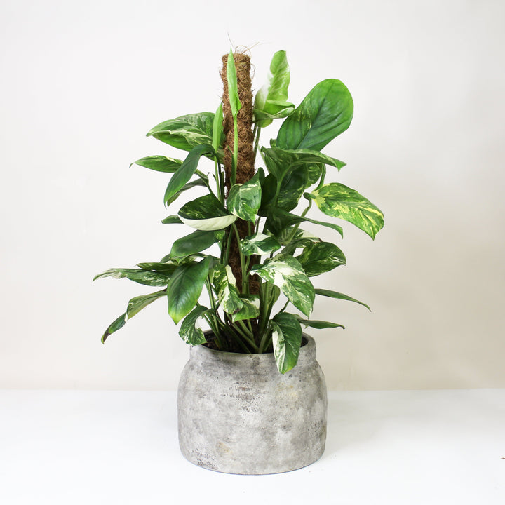 Monstera Lechleriana Variegata L Foliage Dreams