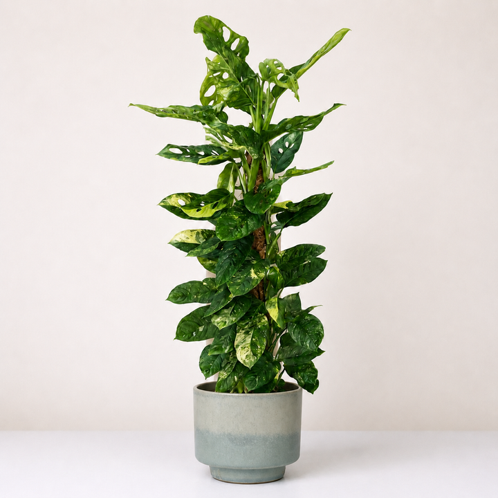 Monstera Obilqua Mayuna Variegata Foliage Dreams