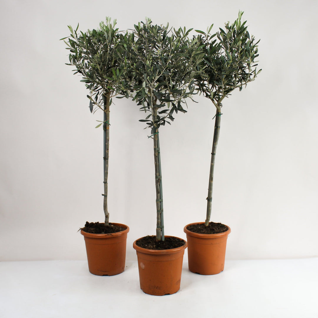 Olea europaea - Baum Foliage Dreams