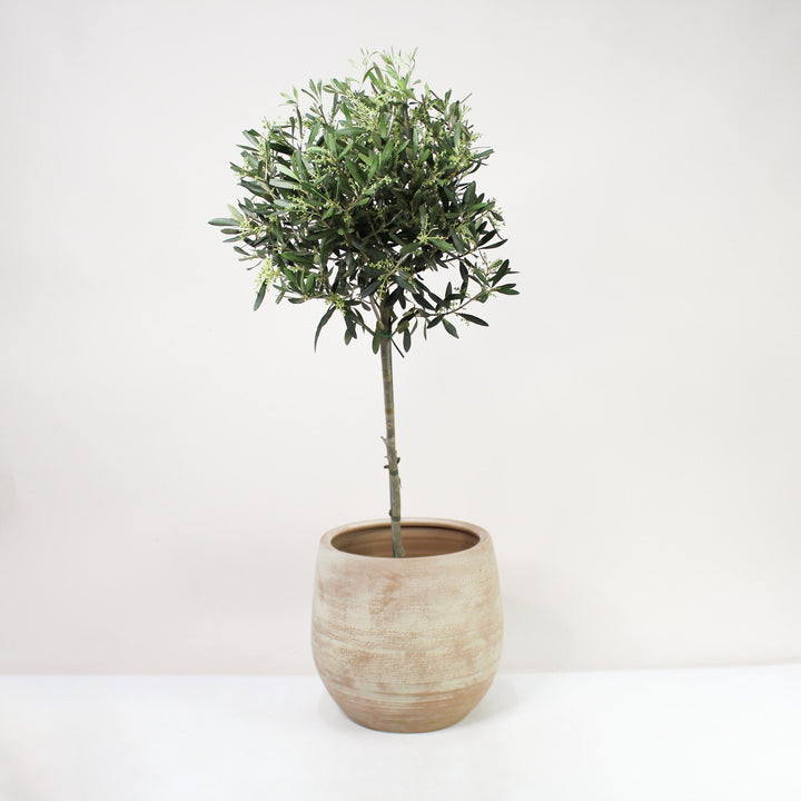Olivenbaum (Olea europaea) Foliage Dreams