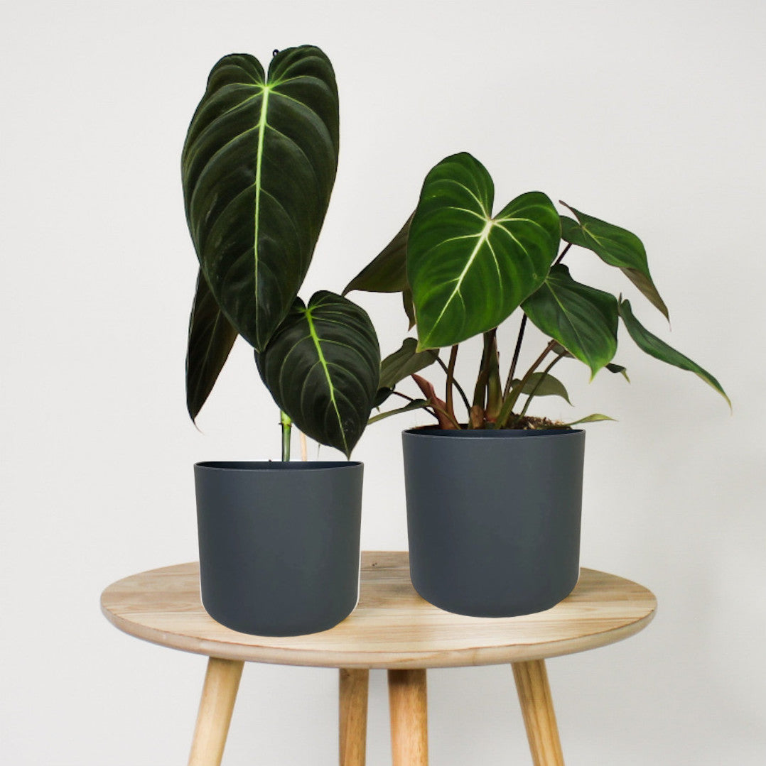 Philodendron Duo + Übertöpfe Topf grau Foliage Dreams