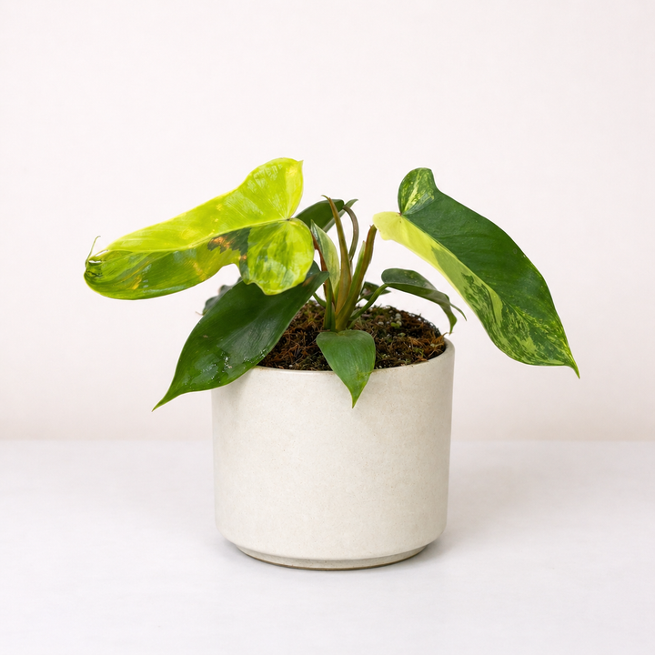 Philodendron Florida Beauty Foliage Dreams