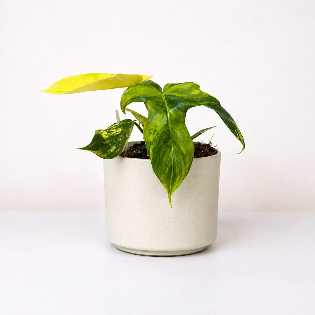 Philodendron Florida Beauty viel Foliage Dreams