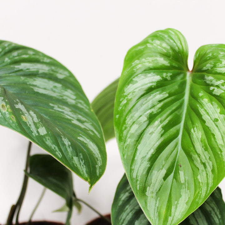 Philodendron Mamei M Foliage Dreams