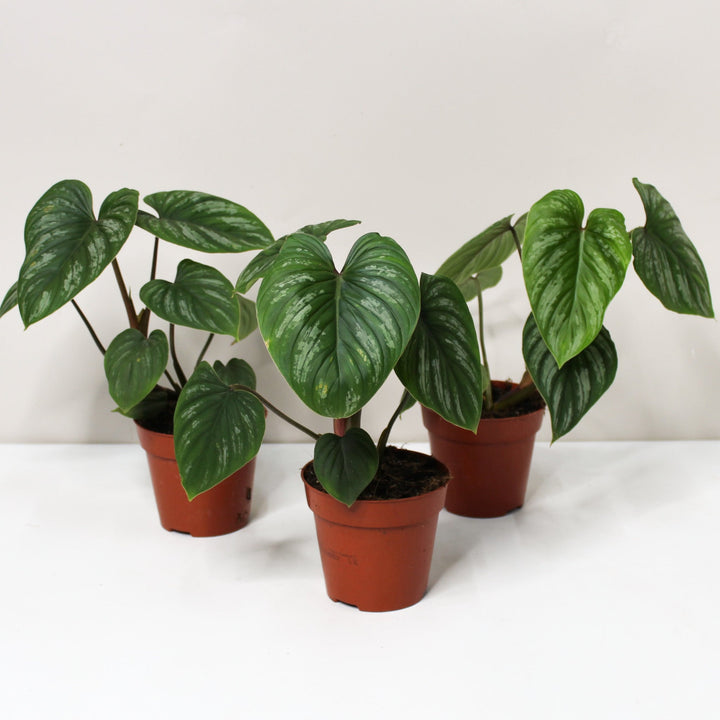 Philodendron Mamei M Foliage Dreams