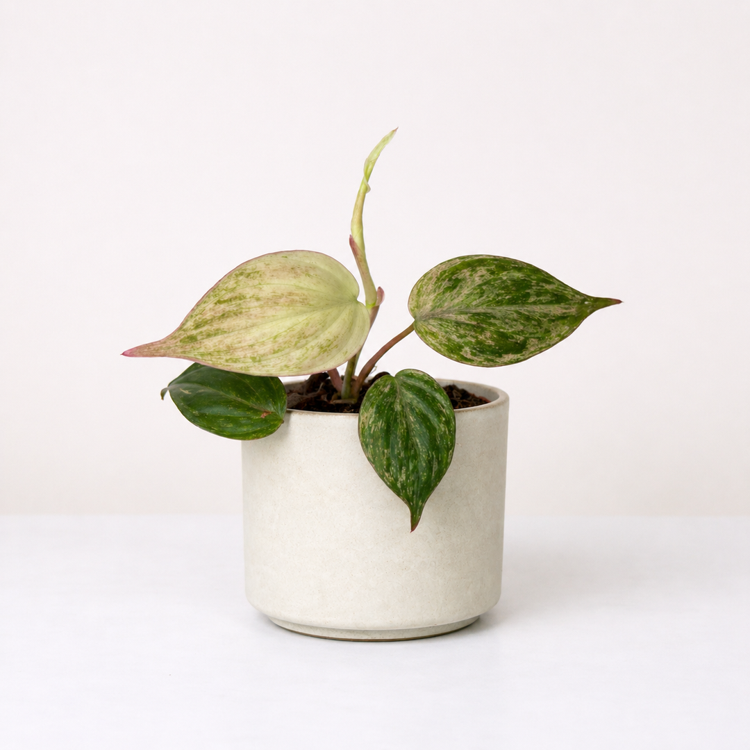 Philodendron Micans Marble Variegata Foliage Dreams