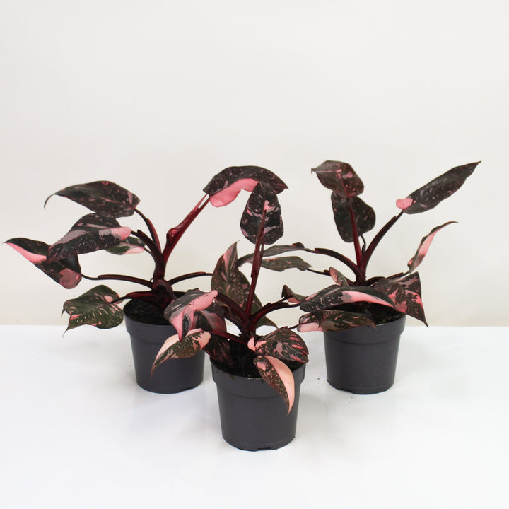 Philodendron Pink Princess Foliage Dreams