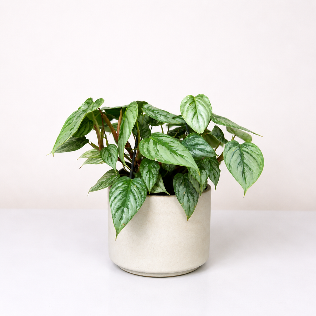 Philodendron Sodiroi M Foliage Dreams