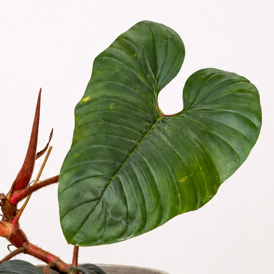 Philodendron Squamiferum X Serpens Foliage Dreams