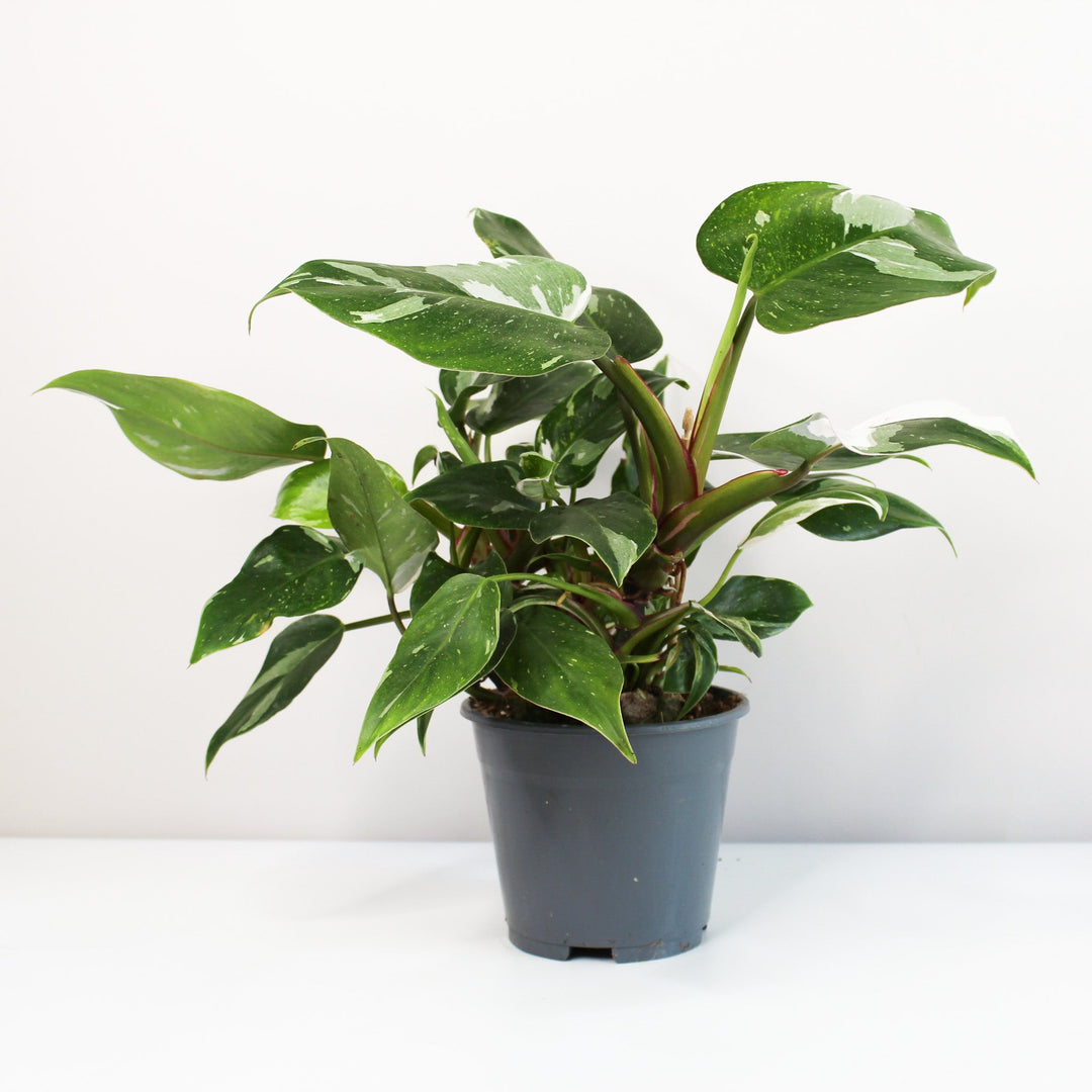 Philodendron White Princess L Foliage Dreams