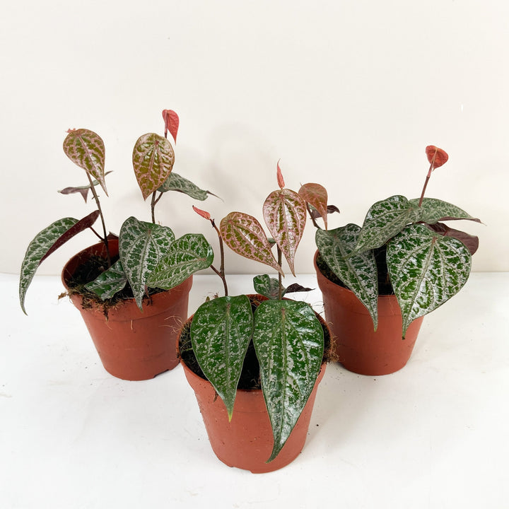 Piper Crocatum Foliage Dreams