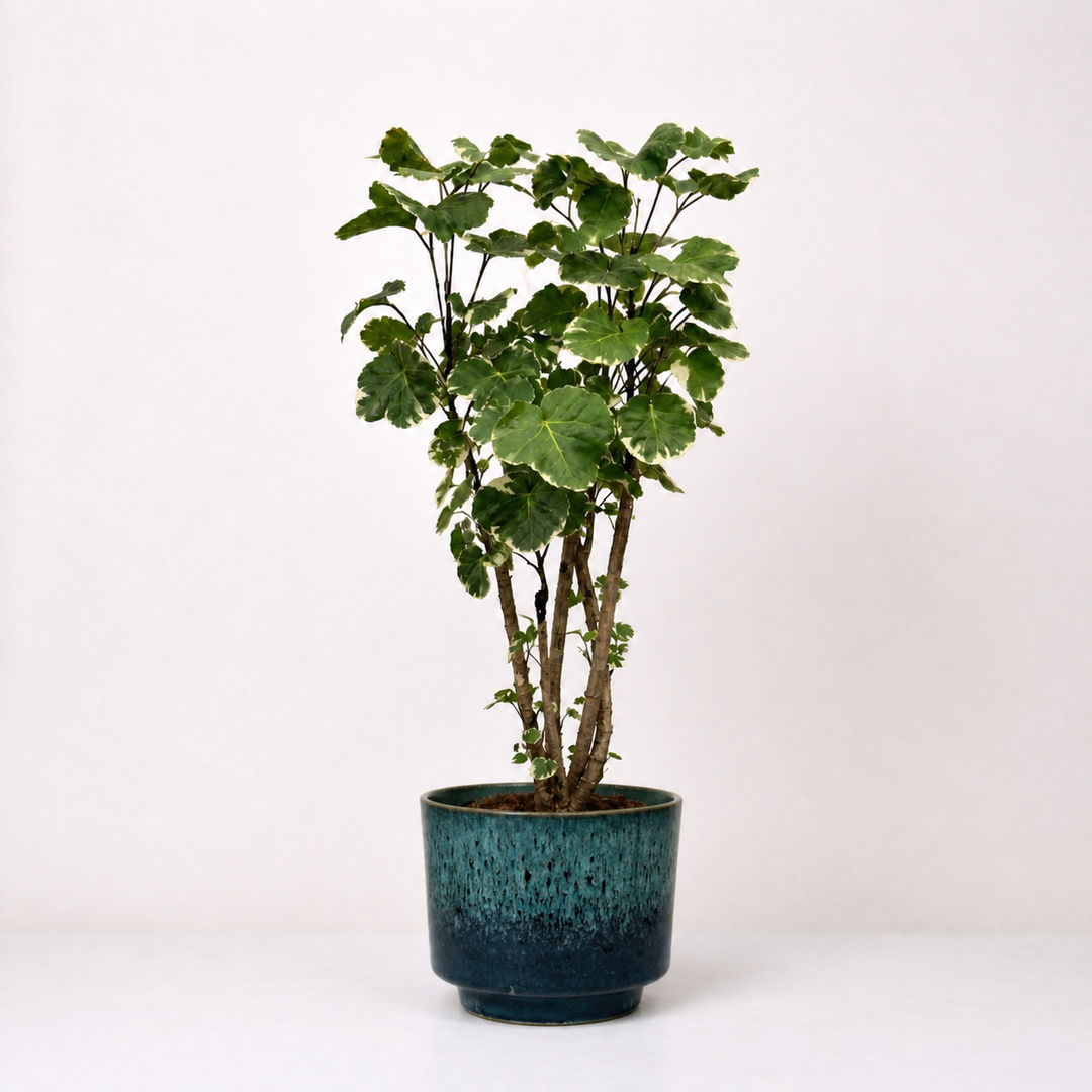 Polyscias Balfouriana L Foliage Dreams